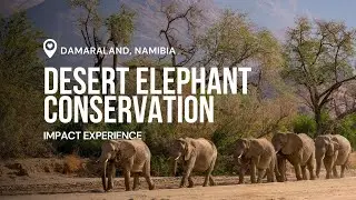 Desert Elephant Conservation in Namibia