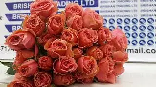 Hottest spray roses #flowerarrangement #viralvideo #flowers 