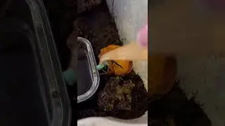 Кормление винного узкорота🐸 #лягушка #frog  #tomatofrog  #рекомендации
