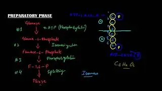 CH# 04 LEC# 17 Glycolysis Energy Investing Phase | Preparatory Phase