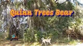 Quinn Trees Bear