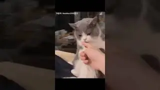 Surprised cat 😂😂😂.                      #cete #animals #cuteanimals