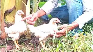 Bring chickens to breed.