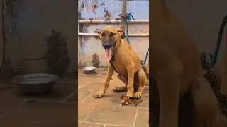 Kombai dogs 🐕 puppies#for sale#sale #nagercoilvlogs #dog #pets #royaldogkennel #dogbreed #viralvideo