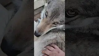Silly Little Wolf! #petwolf #honeythewolf #wolf #wolfdog