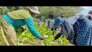 CAMPALOK - BINAR JHS Panen Tembakau Terbaik Nusantara