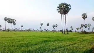 Rural nature and listening to relaxing music