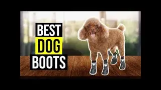 BEST DOG BOOTS AMAZON REVIEW
