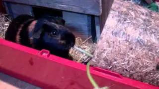 Hilarious Guinea Pig eating super long dandelion