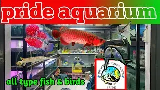 Cheapest aquarium shop vapi || pride aquarium shop || pride aquarium shop vapi