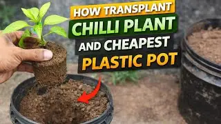 How Transplant Pepper Plant | Why is this necessary to do !