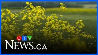 Canada-China tariff deal sparks new hope for Canadian farmers