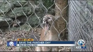 'Save the Florida Panther Day' held statewide