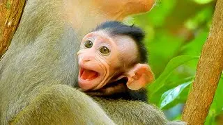 Sweet Love Baby Monkey @PoorBaby-yk5bo