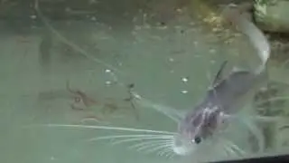 Paradise Threadfin Fish