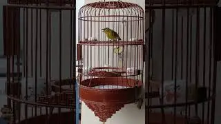 golden oriental white eye calling canary