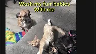 Wash my 2 cats and a dog 