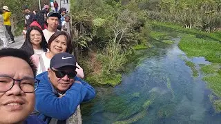 Blue Spring in Putaruru | Crystal clear water in Putaruru blue spring | Oct 2025