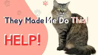 7 Effective Ways to minimize excessive fur shedding | Pet Care | Pet Grooming | I Love Dogs and Cats