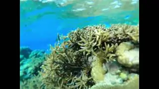 Direction Island Reef end of Drift Dive Plate Coral Reef