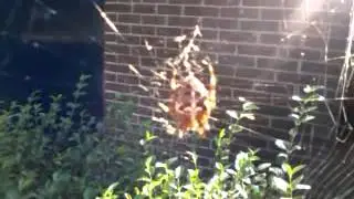 Natuur/Nature 72: Kruisspin in Zonnig Web/ Cross-spider in Sunny Web / Oktober 8th  2013
