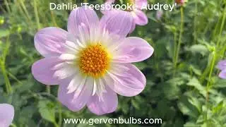 Dahlia 'Teesbrooke Audrey' | gervenbulbs.com