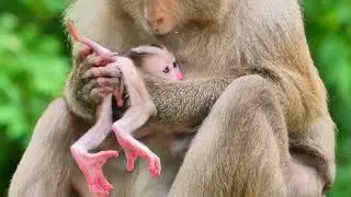 Little Baby Monkey Pedro Mama Monkey Pinka hugs Baby warmly and gives milk
