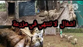 جزء:2 بعدما دخل ماء شتاء لى خرفان صغار  حولتهم  كوري جديد
