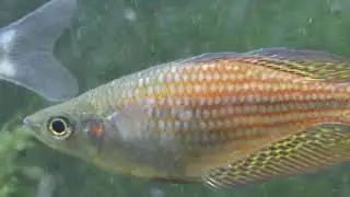 Melanotaenia splendida splendida &ldquo;deep water creek&rdquo;