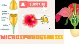 MICROSPOROGENESIS.  EMBRYOLOGY SAISARAN ACADEMY | TRB | PGTRB | BOTANY | TAMIL | 12 BIOLOGY / 11 BIO