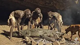 How Stone Age Humans Befriended an Ostrich (True Survival Story) #stoneage 