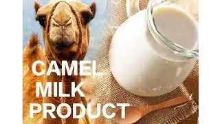 Moder camel 🐪 Farming - Amazing Camel milk 🍼 product 😋