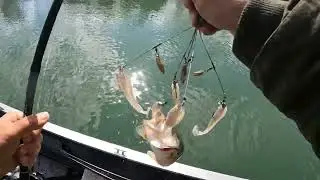 pre spawn bass fishing on boone lake