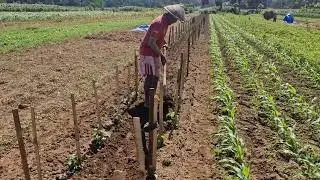 No Machines Needed! Smart Soil Preparation for Chili Plants with Simple Tools - Agriculture Farming