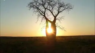 By The Boab Tree (with lyrics in description)