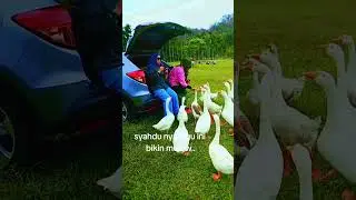 bermain sama satwa di alam bebas..#pesonaalamku #alambebas #satwalucu