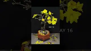 Yellow Apricot blooming Time lapse #timelapse #plants #shorts #nature #plant #roots