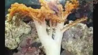 coral reef destruction