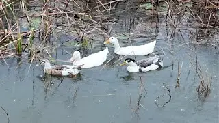 4 Duck Friends on a Rainy Day