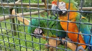 Macaw at Panaewa Rainforest Zoo Hilo, Hawaii August 2023