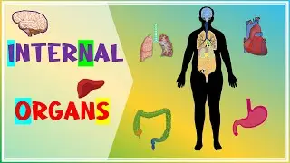 Learn Internal Organs of the Body | Internal Parts Name with Picture | Kids Vocabulary | Preschool