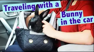 How To Travel With Your Bunny in the Car