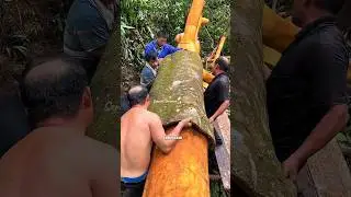 Panen Kulit Kayu Manis Super