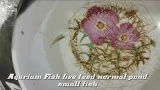 Live feeding || Feeding live Fishes