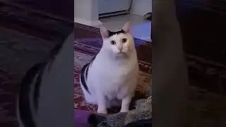 CAT #meme  #memestiktok  #funnycats  #cathuh