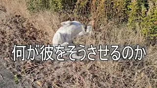 犬のスリスリ活動の謎　カマキリ編　なぜこんなことを？