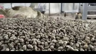 Grading of Washed Arabica