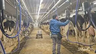 Milking the last few cows of the morning shift