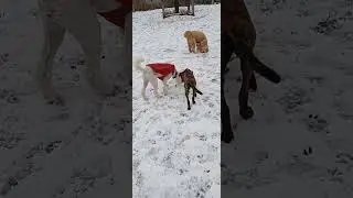 puppymania in the dog park Toronto Canada