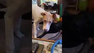 Trying... #try #trying #dogplay #shydog #puppy #greatdane #dane #danepuppy #lab #blacklab #dogs